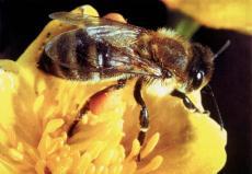 Considerações Qualidade do mel Fontes de mel néctar secreções Elaboração do mel reações -