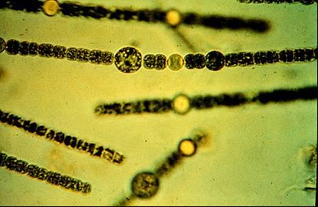 Cyanophyta Reprodução: divisão celular e