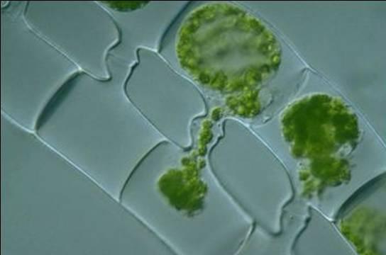 Chlorophyta (~17 mil sp) Pigmentos: clorofila a, b, betacaroteno e várias xantofilas Organização celular: podem ser cenocíticas; ter de um até muitos cloroplastos com formas diversas.