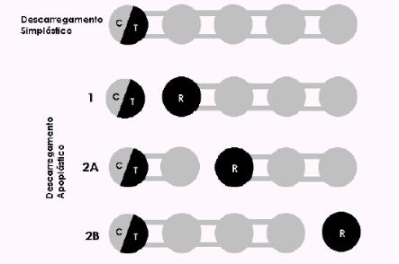 Figura 4. Tipos de descarregamento. No descarregamento apoplástico, a saída do tudo crivado pode ser apoplástica (tipo 1) ou simplástica com uma etapa apoplástica posterior (tipos 2A e 2B).