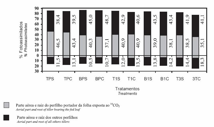 Figura 6. Distribuição dos assimilados entre o perfilho portador da folha exposta e os demais perfilhos da planta, em função dos tratamentos experimentais, conforme Tabela 2.