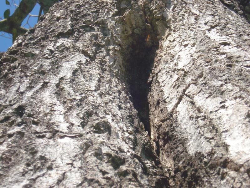 Entrada de ninho Oxytrigona tataira (Caga-fogo) em árvore Ipê-Roxo (Tabebuia sp), mostrando entrada estreita, com cera, onde nesta, (pouco nítido) externamente ficavam operárias.