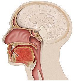 A Faringe Características: faz parte dos aparelhos digestório e respiratório; de 12 a 13 cm de comprimento.