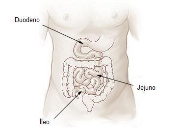 CIÊNCIAS, 8º Ano do Ensino Fundamental Características: O Intestino Delgado dividido em três partes: duodeno, jejuno e íleo; tem cerca de 6 m de comprimento e 3 cm de diâmetro; apresenta vilosidades