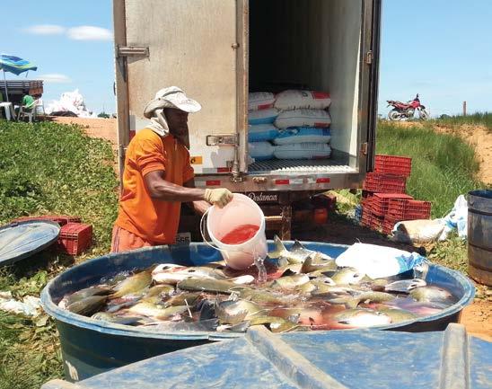 Já em Roraima, onde ainda ocorrem muitos procedimentos inadequados durante e após a despesca, muitos peixes não mantêm o diferencial de qualidade esperado em relação a Rondônia.