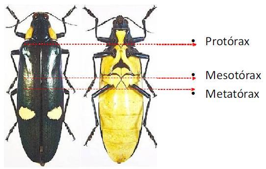 corpo do inseto e apresenta os apêndices locomotores (asas e