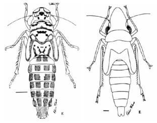 De acordo com o número de tarsômeros, os insetos podem se agrupados em: Homômeros: Monômeros: possui
