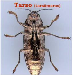 55 56 De acordo com o número de tarsômeros, os insetos podem se agrupados em: Homômeros: Trímeros: De