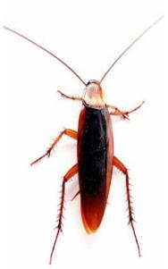 acordo com o número de tarsômeros, os insetos podem se agrupados em: Homômeros: Pentâmeros: