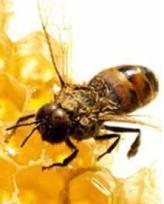 Limpadora: é o primeiro par de pernas das abelhas e mamangavas (Himenóptera).
