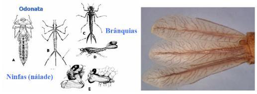 Brânquias: Comum em náides (ninfas) de insetos aquáticos é