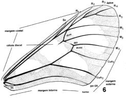 Células: São áreas da asa, delimitadas pelas nervuras ou por estas e a margem da asa. Pterostigma: Expansão da nervura formando uma estrutura dilatada.