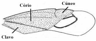 apical flexível (membranosa), o córeo pode ser