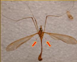 Os insetos, no estado adulto, apresentam 6 pernas (hexápodes) e um números variável nas larvas.