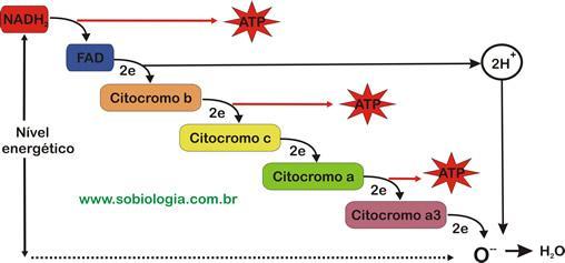 Cadeia respiratória (Cadeia