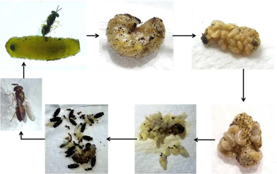 inexpectatus, estão identificadas 7 espécies de parasitóides na Tasmânia, 4 que parasitam ovos e 3 que parasitam larvas.