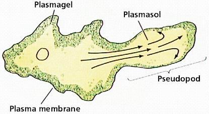 Organelas celulares ou citoplasmáticas As diversas estruturas presentes no citoplasma das células eucarióticas desempenham funções específicas, essenciais à vida da célula.