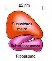 Cada ribossomo é formado por duas subunidades de tamanhos e densidades diferentes. Função: - síntese (produção) de proteínas.