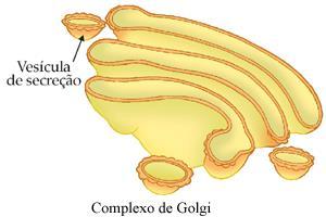 3. Complexo Golgiense Formada por uma pilha de sacos achatados e pequenas vesículas esféricas.