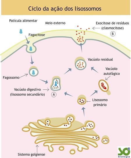 secreção celular; - Síntese de glicídios(carboidratos); - Formação do acrossoma do espermatozoide; - Formação do lisossomo. 4.