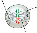6. Centríolos São pequenos cilindros formados por 9 trincas de microtúbulos (proteína tubulina), sempre aos pares, próximo ao núcleo. Possuem DNA e tem a capacidade de se autoduplicar.