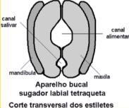 e 2 MX). Ex.