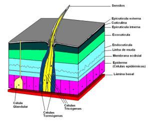 Exoesqueleto Exoesqueleto: Estrutura Exoesqueleto: Função Promover proteção mecânica, química e biológica. Evitar perda excessiva de água.