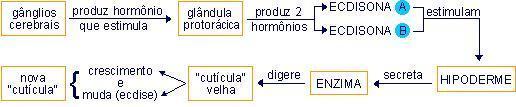 Exoesqueleto: Articulação Exoesqueleto: Crescimento