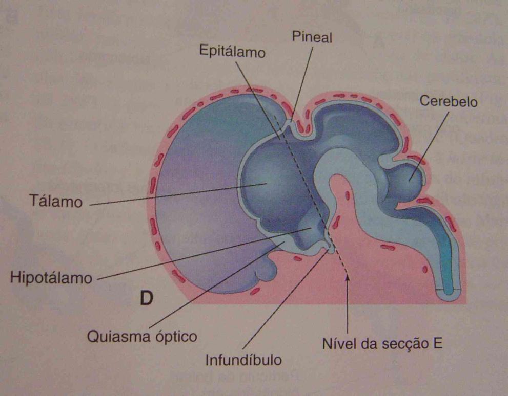 2.3- Formação do sistema nervoso central Ao final, o telencéfalo dará origem aos hemisférios cerebrais, primeiro e segundo ventrículos e aos lobos olfativos; o diencéfalo às vesículas ópticas,