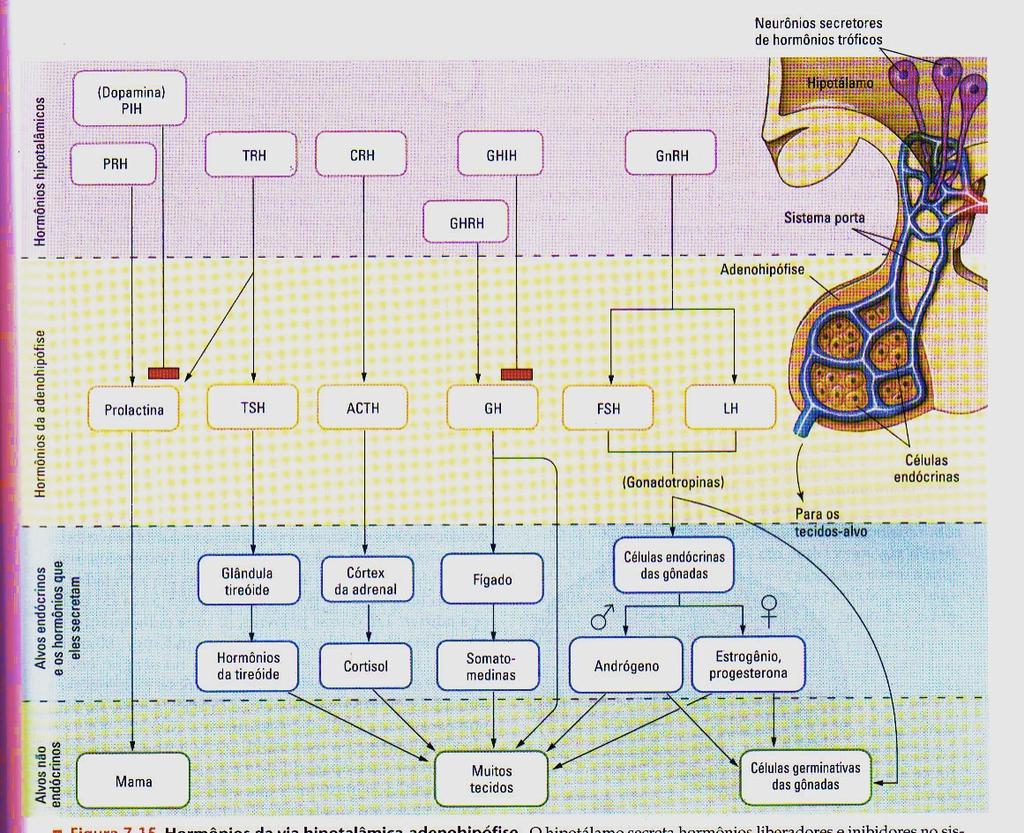 Figura 9.9: Principais hormônios hipotalâmicos (em violeta) e adenohipofisários (em amarelo), bem como seu efeitos sobre outras estruturas do organismo. / Fonte: modificado de SILVERTHORN, 2010.