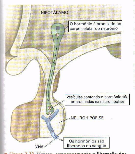 9.2 Hipófise posterior (neuro-hipófise) A hipófise posterior secreta dois neuro-hormônios peptídicos: a ocitocina e a vasopressina, também conhecida como hormônio antidiurético (ADH).