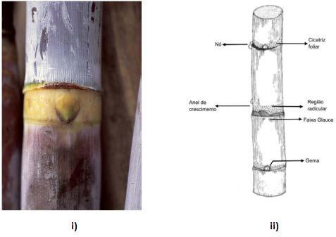 21 Figura 9. i) Foto do colmo da cana-de-açúcar; ii) Esquema do colmo (Fonte: LENÇO, 2010). A cana é composta aproximadamente de 86 a 92% de caldo e 8 a 14% de material fibroso.