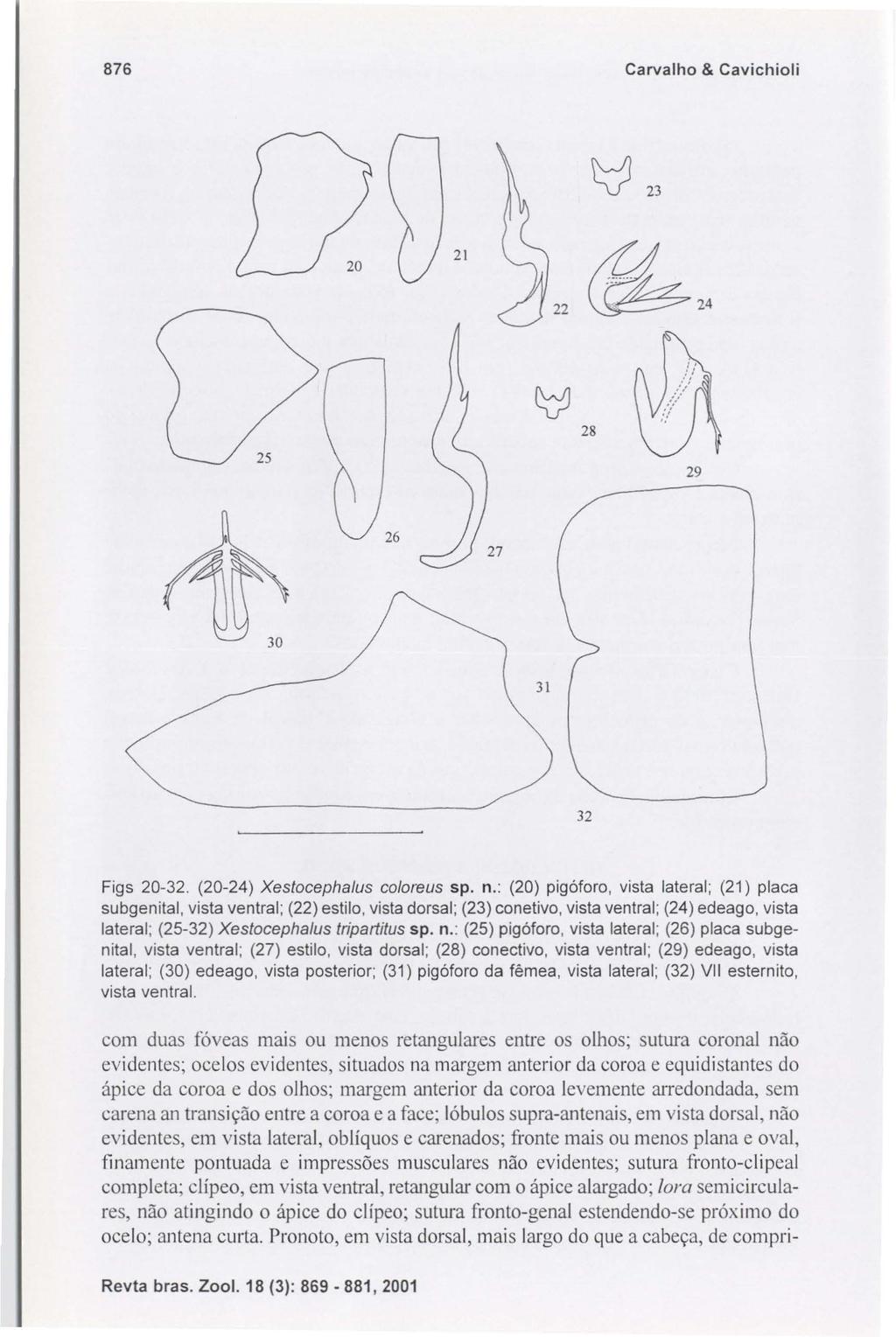 876 Carvalho & Cavichioli t:j 23 21 29 32 Figs 20-32. (20-24) Xestocephalus coloreus sp. n.