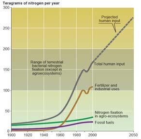 Mudanças sem Precedentes: Ciclos Biogeoquímicos A partir de 1960: Os fluxos de azoto biologicamente disponível nos ecossistemas terrestres duplicaram Os fluxos de fósforo triplicaram 60% do aumento