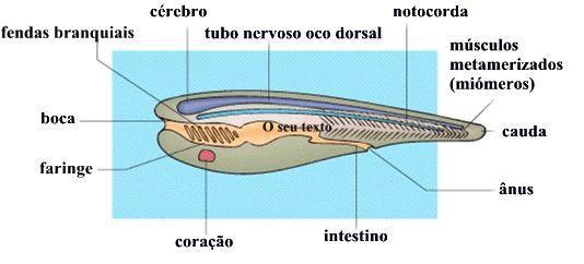 Os Cordados possuem com exclusividade uma neurocorda dorsal de origem ectodérmica, fendas branquiais pares na faringe do