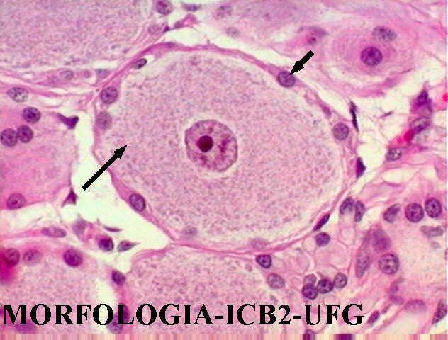 Neurônios pseudo-unipolares (seta longa) com células