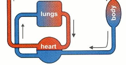 Vertebrados de respiração aérea: o sangue é bombeado para os pulmões e volta ao