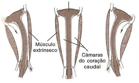 diferente dos