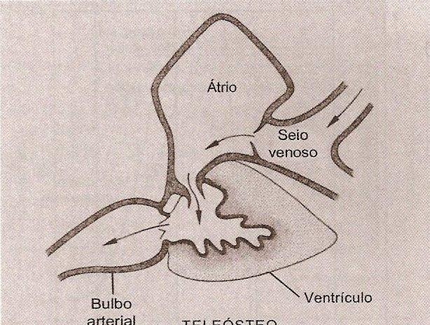 Cone arterial (elasmobrânquios) Bulbo arterial (teleósteos) +
