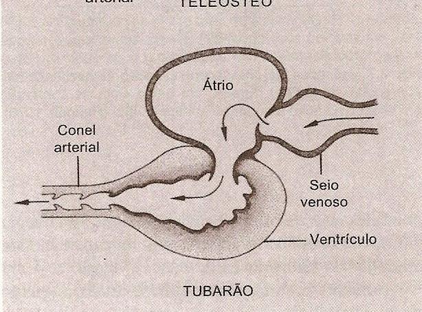 o enchimento dos átrio Coração dos peixes Desenvolvido a