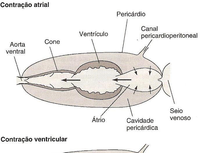 O coração de elasmobrânquios está contido