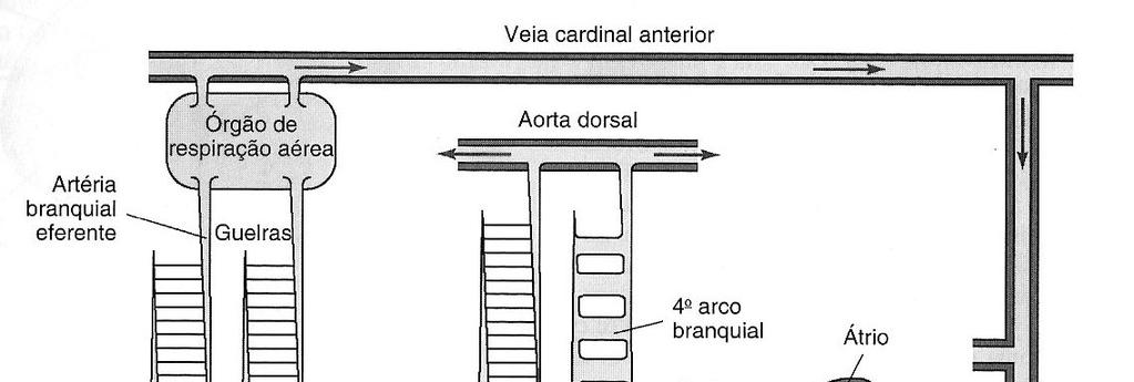 Teleósteo de respiração aérea acessória Artérias branquiais aferentes e eferentes