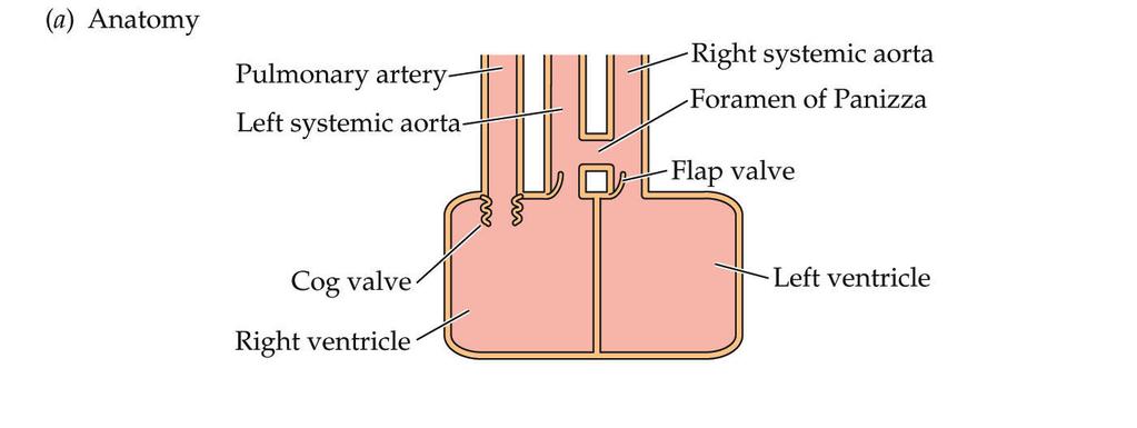 Anatomia Artéria pulmonar Aorta sistêmica esquerda Aorta sistêmica direita