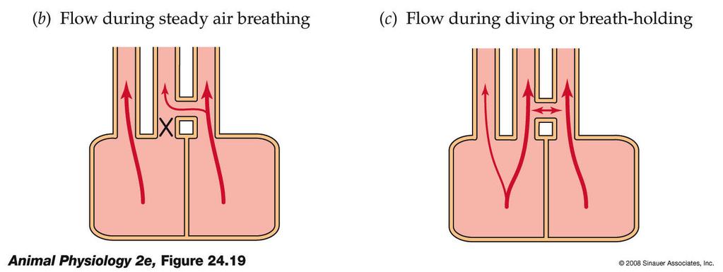 respiração aérea Fluxo durante o mergulho Todo o sg ejetado pelo ventrículo