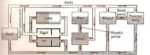 Circuito