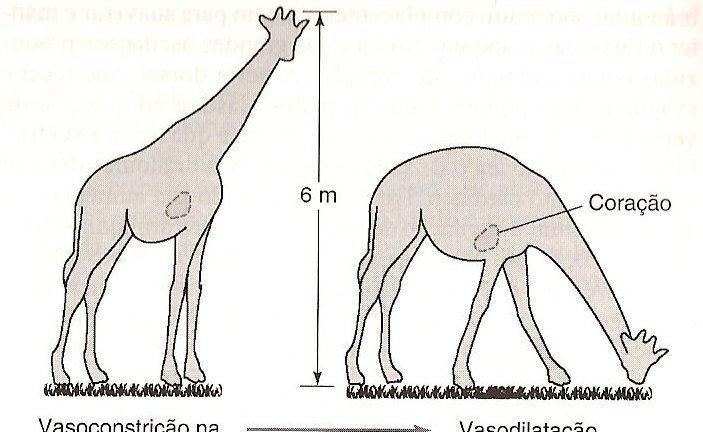 Quando os animais de pescoço longo levantam ou abaixam suas cabeças o sistema cardiovascular deve ajustar-se para manter o fluxo sangüíneo para o cérebro e evitar acúmulo nas demais partes do corpo.