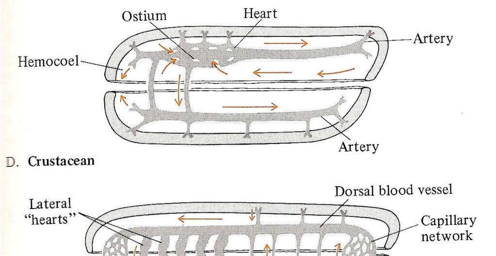 Sistema circulatório nos animais Circulação do meio externo em uma cavidade