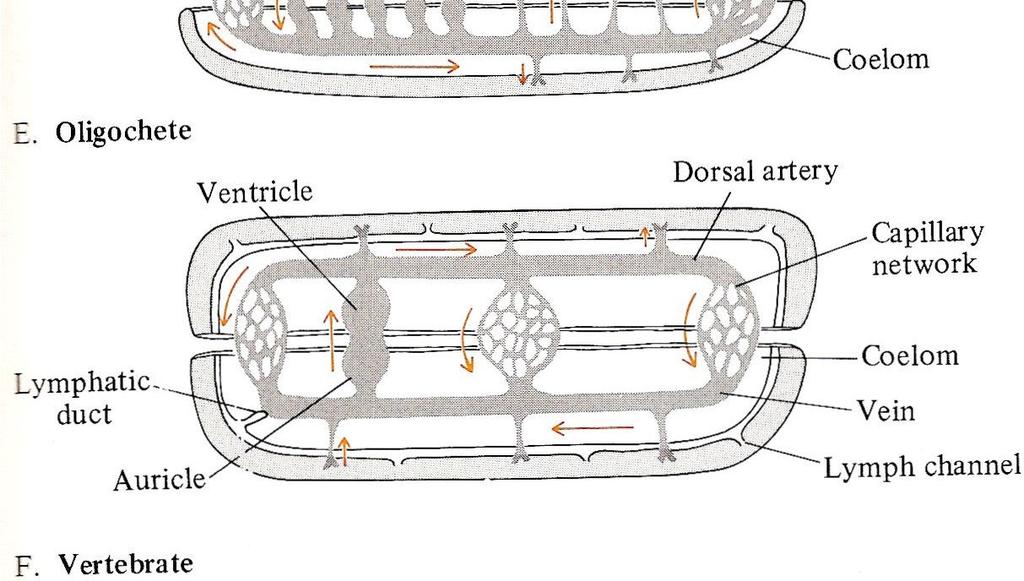 Nematoda Circulação do fluido celômico Circulação da hemolinfa em um sistema