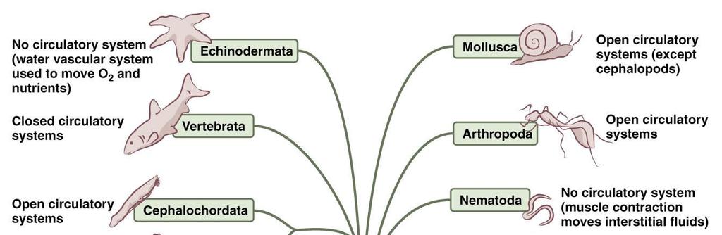 Evolução do Sistema Circulatório Copyright 2008 Pearson