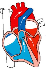 Como funciona o coração?